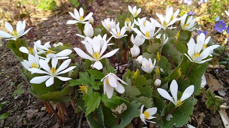 Sanguinaria canadensis Сангвинария канадская